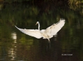 Great-Egret;Egret;Ardea-alba;Flying-bird;One-animal;Close-up;Color-image;photogr